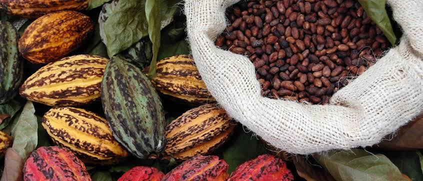 Côte d'Ivoire’s growth persists amidst cocoa sector strength